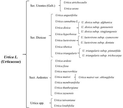 Research progress in physiological effects of resistant substances of Urtica dioica L. on animal performance and feed conversion